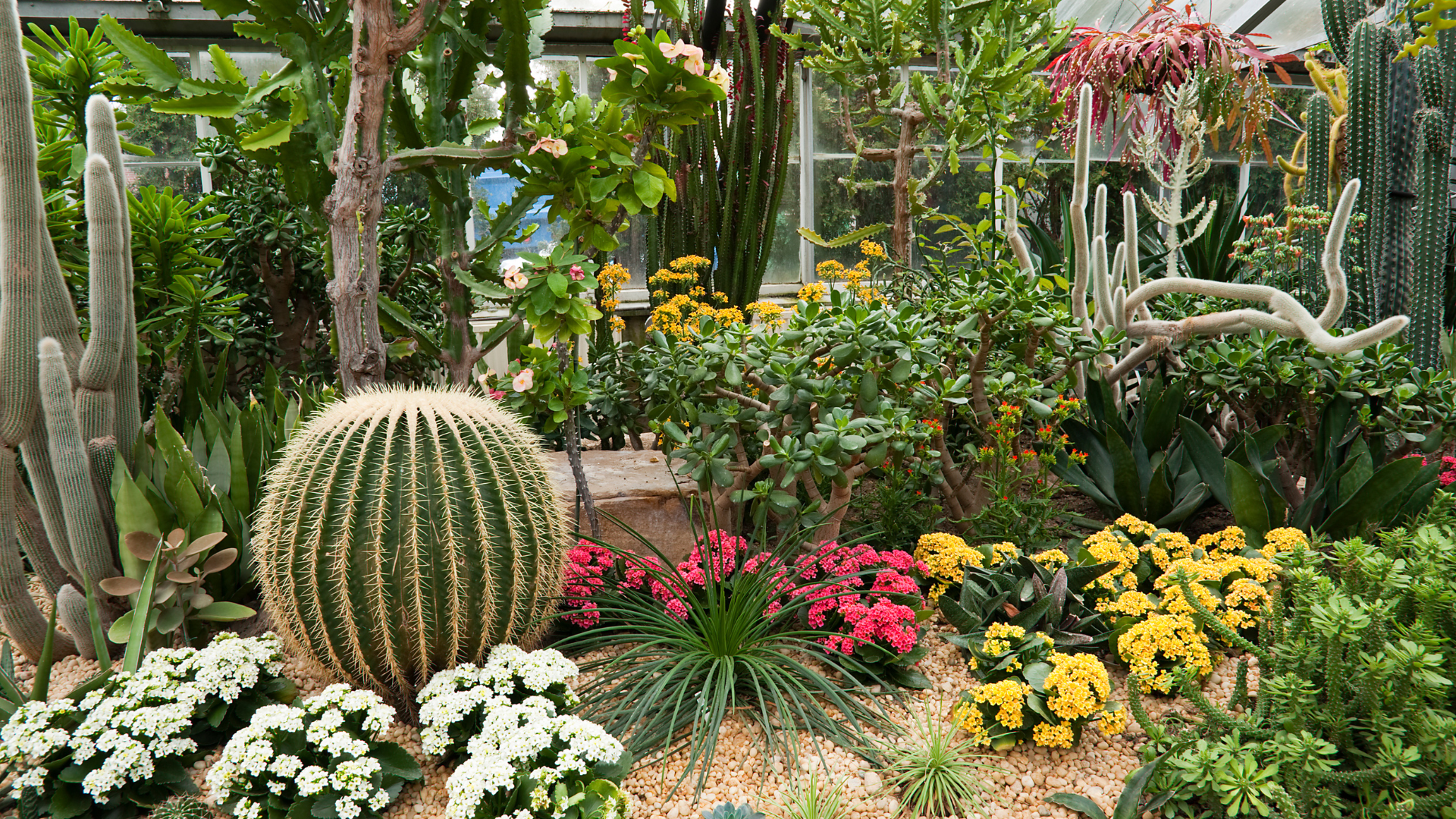 Plantas que suportam calor: dicas para a sua casa